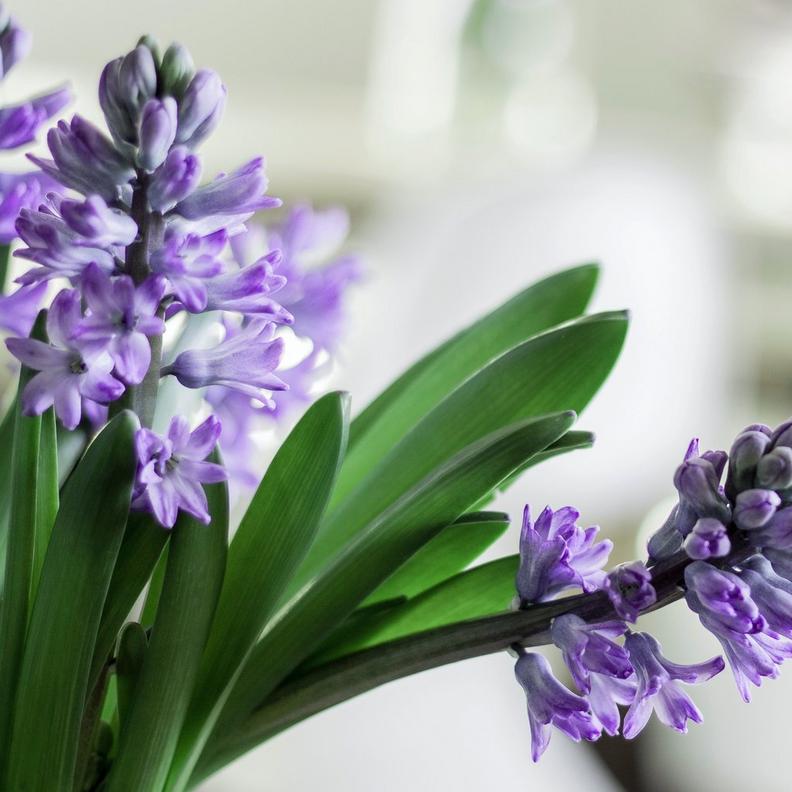 hyacinth-purple-flowers