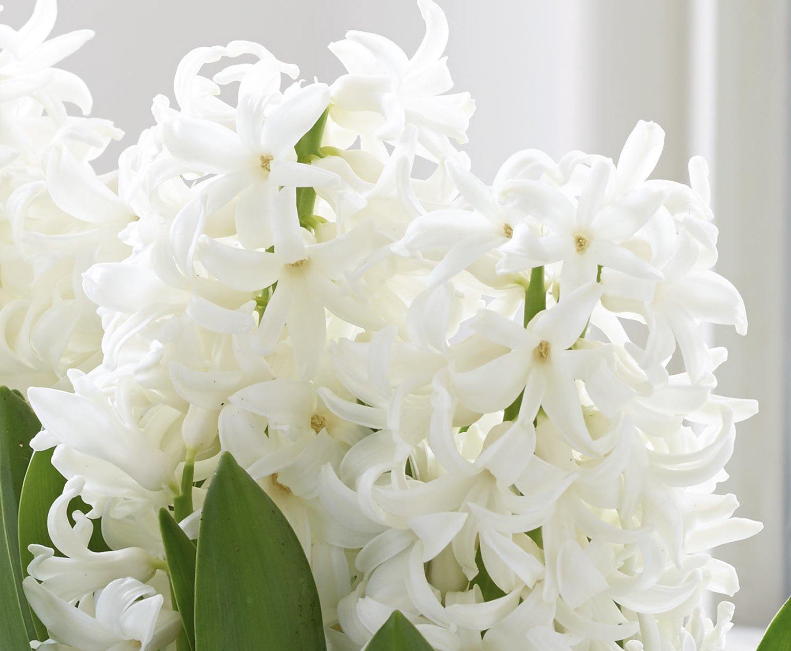 hyacinth-white-flowers