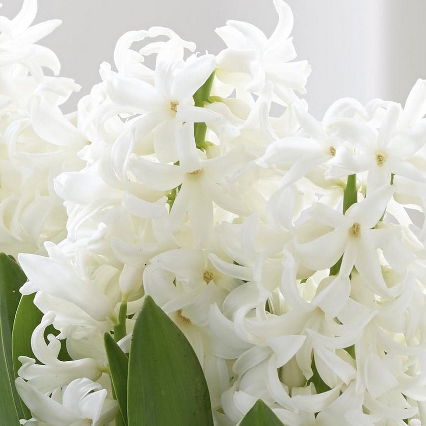 hyacinth-white-flowers