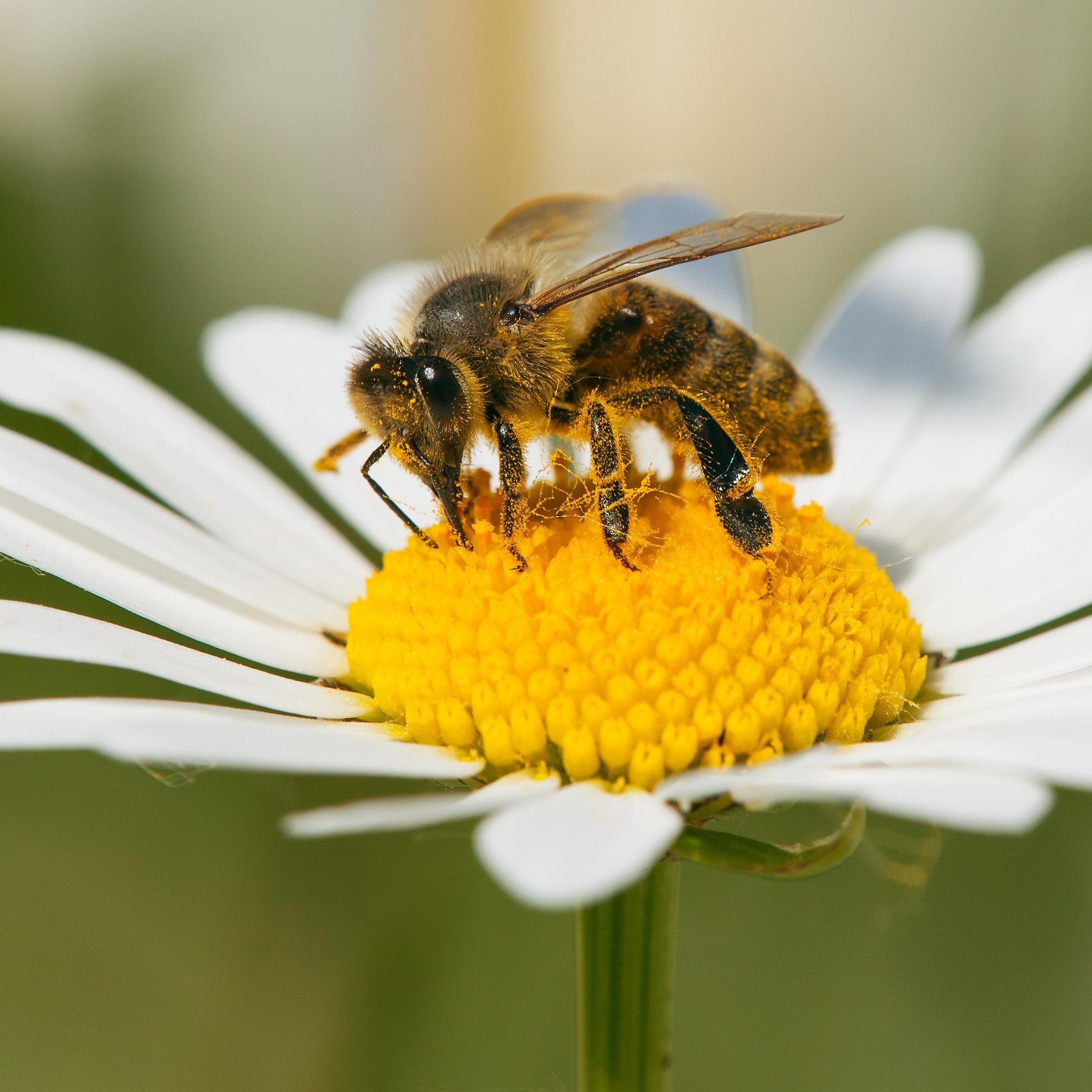 Types of Bees: Honey Bees | Flying Flowers