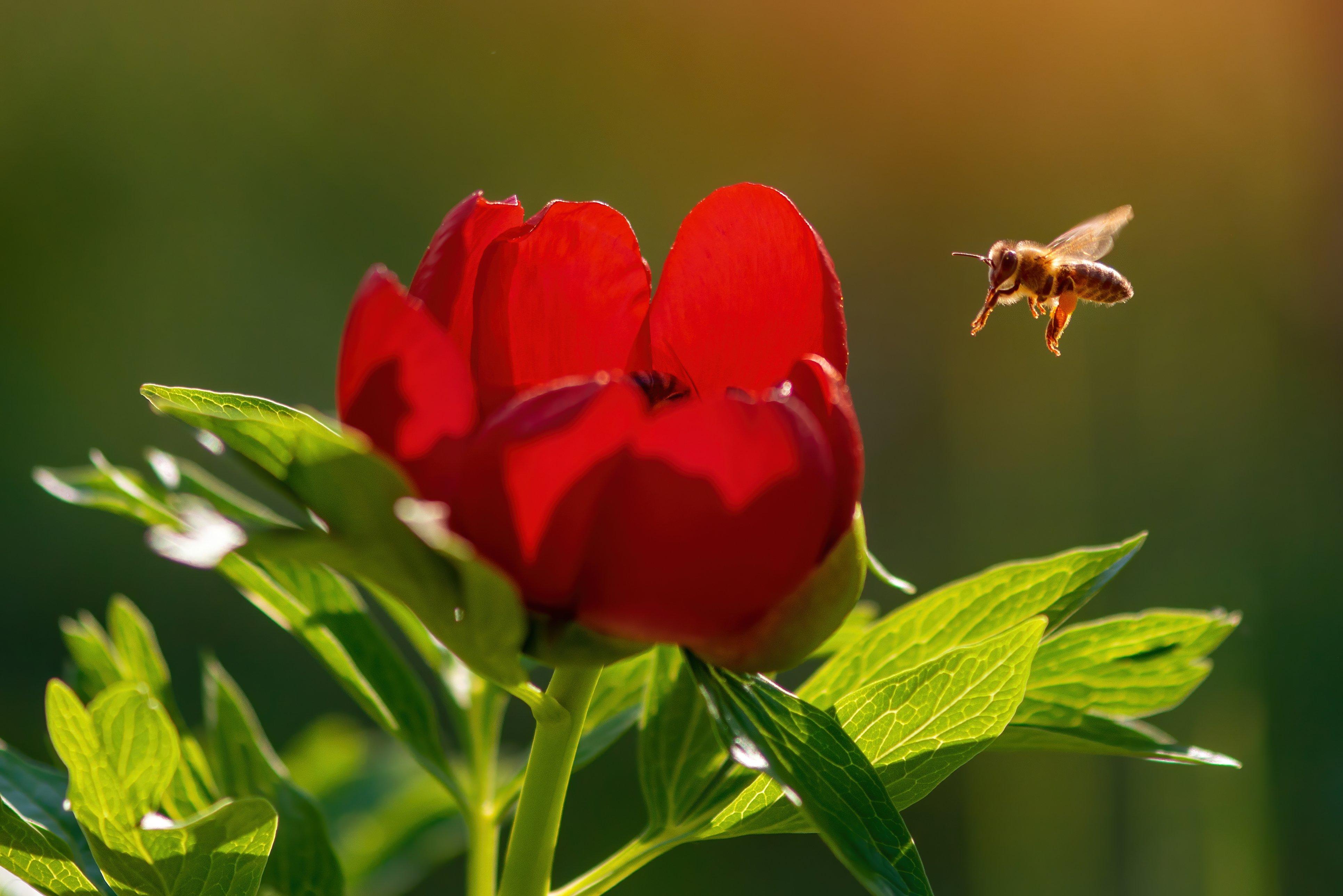 The Importance of Bees Flying Flowers