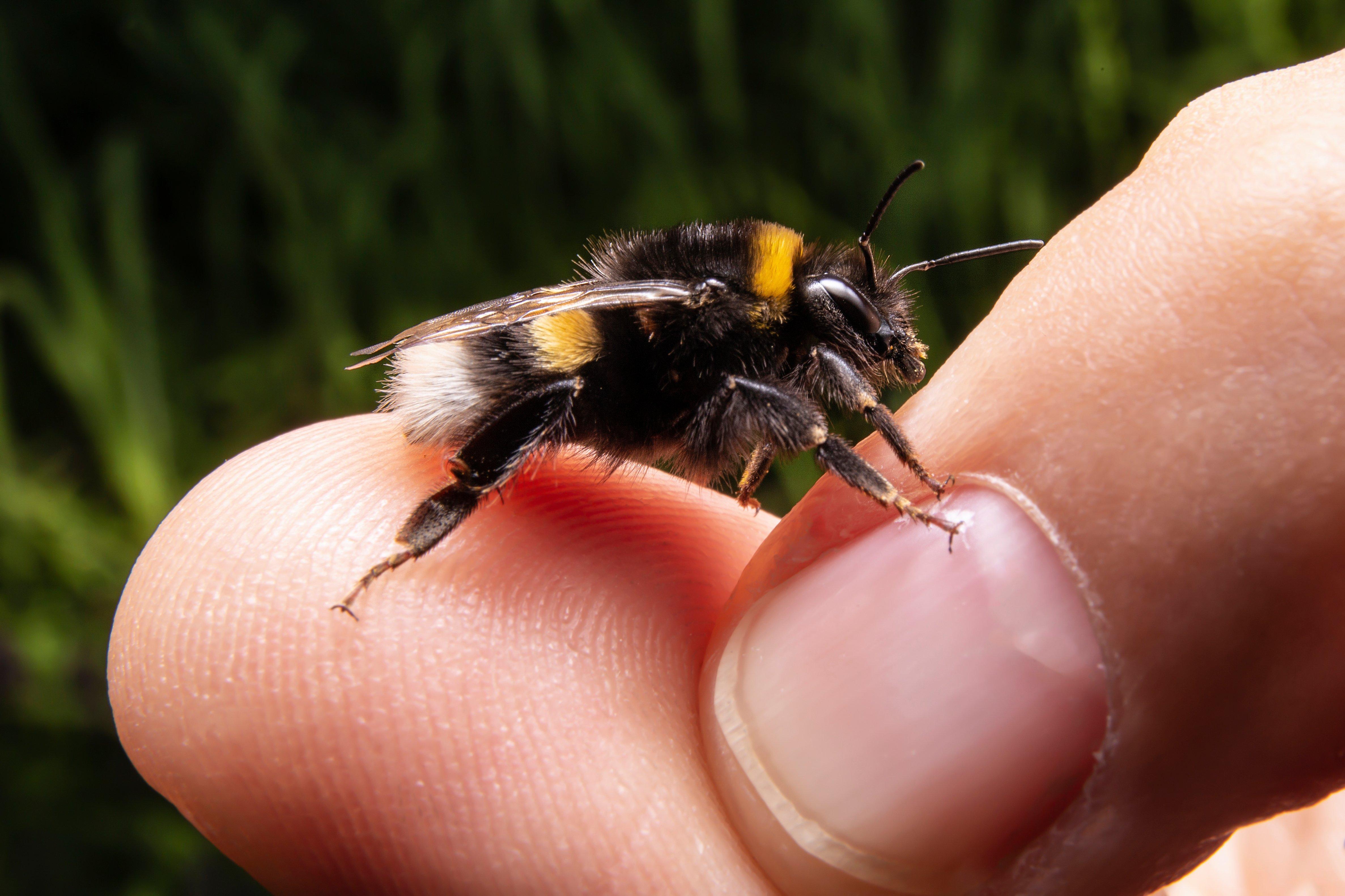 16 Amazing Facts About Bees You Need To Know