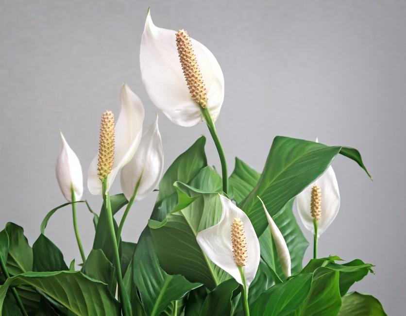 Plant Care Guide: Peace Lily | Flying Flowers