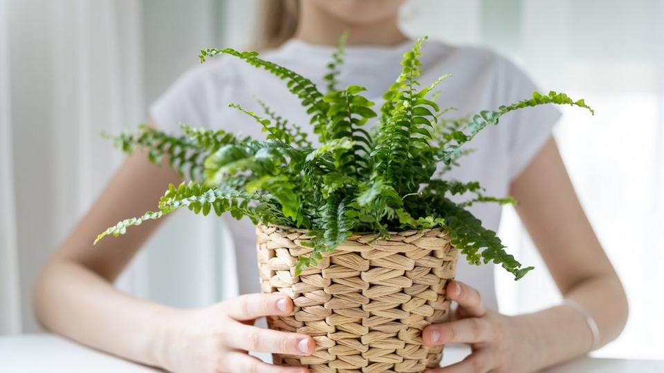 iStock-1385654546
