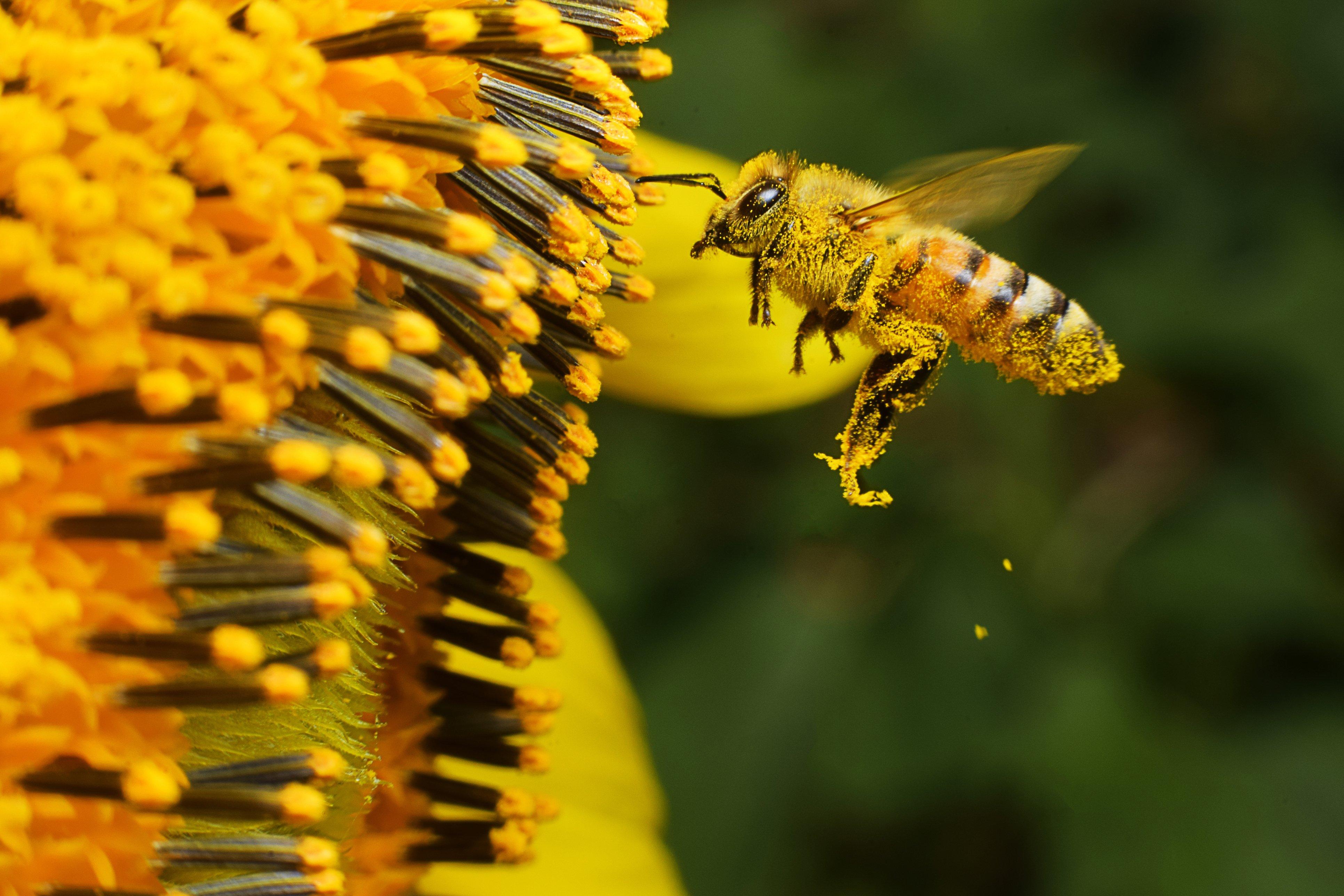 Bee-Friendly Winter Flowers & Plants | Flying Flowers