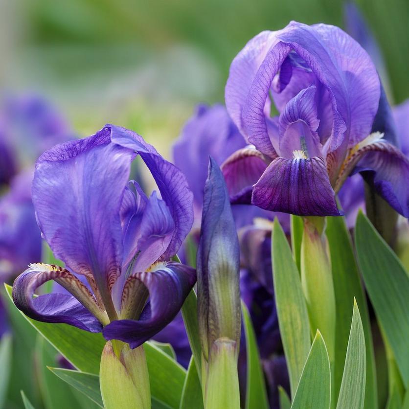 iris-purple-open-flowers