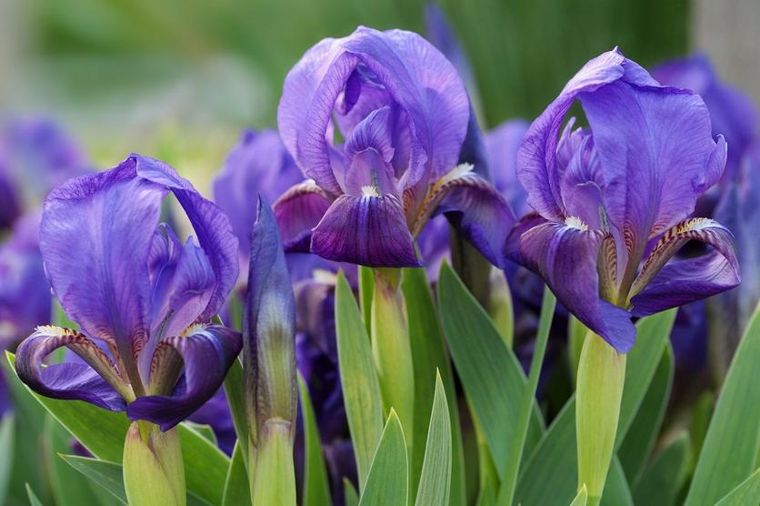 iris-purple-open-flowers
