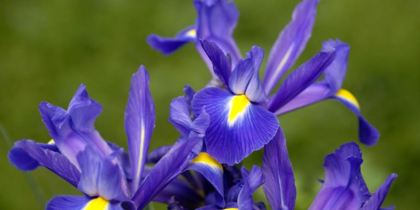 irises