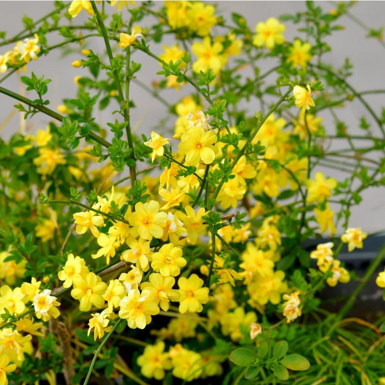 jasmine-2