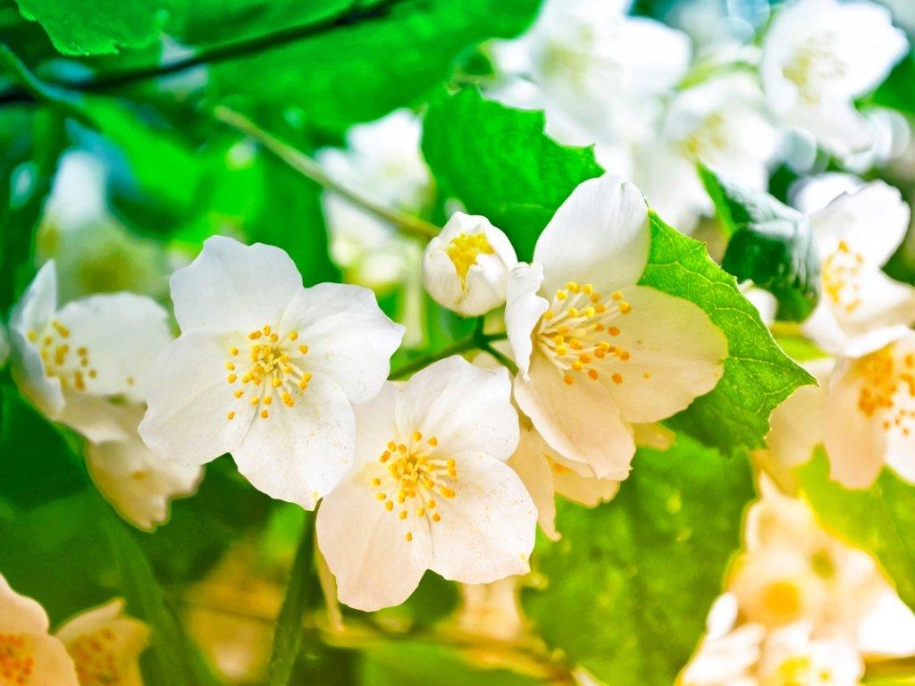 jasmine-white-yellow-flowers-on-branch