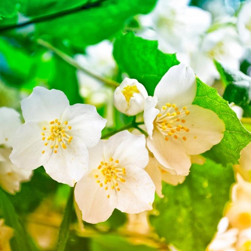 jasmine-white-yellow-flowers-on-branch
