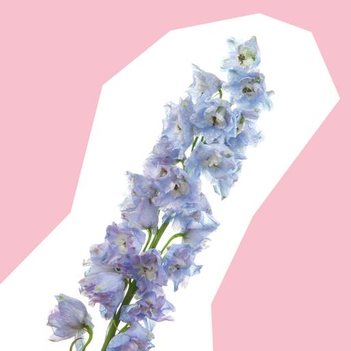 larkspur-cut-out