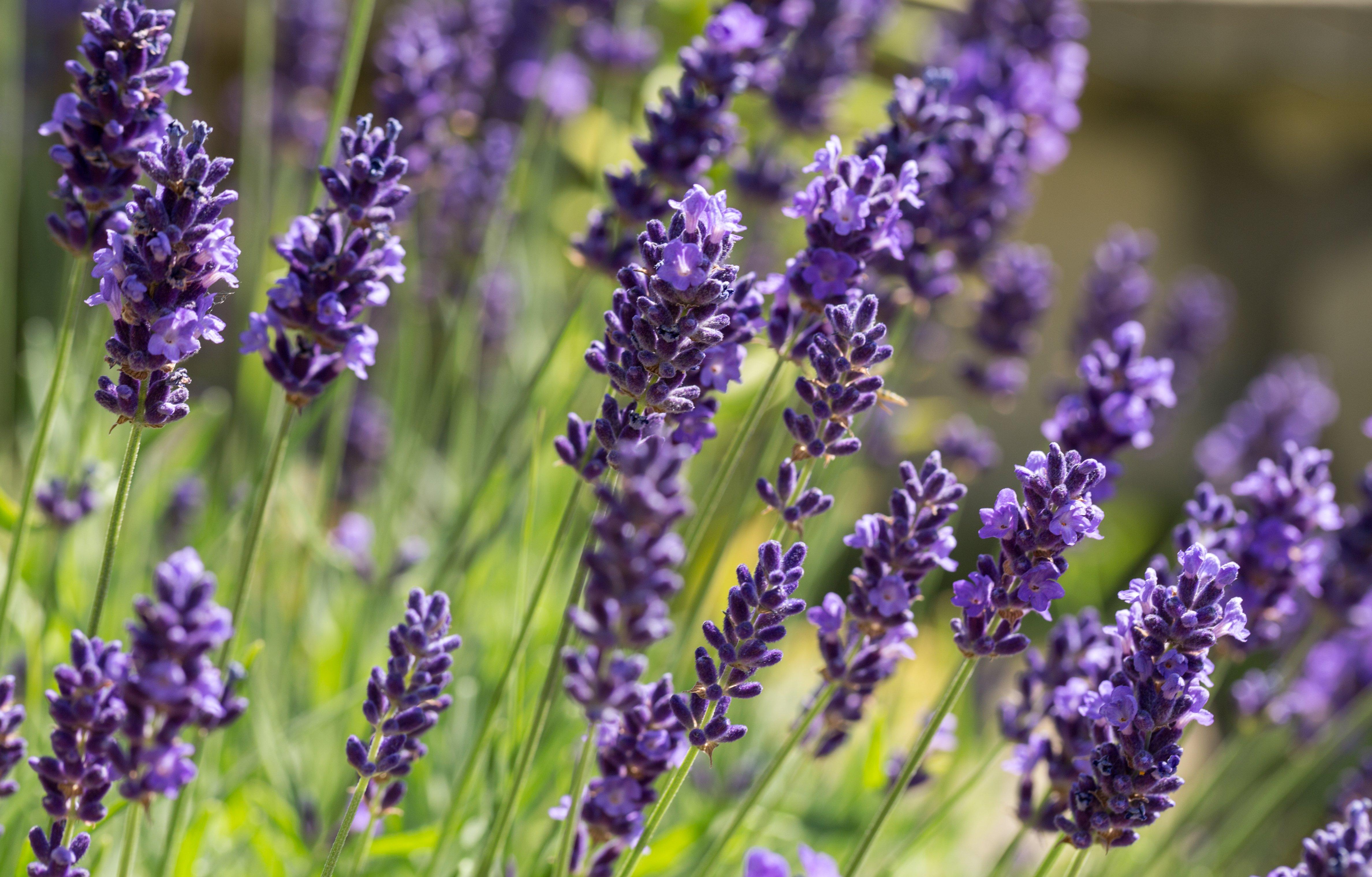 lavender-bloom-1