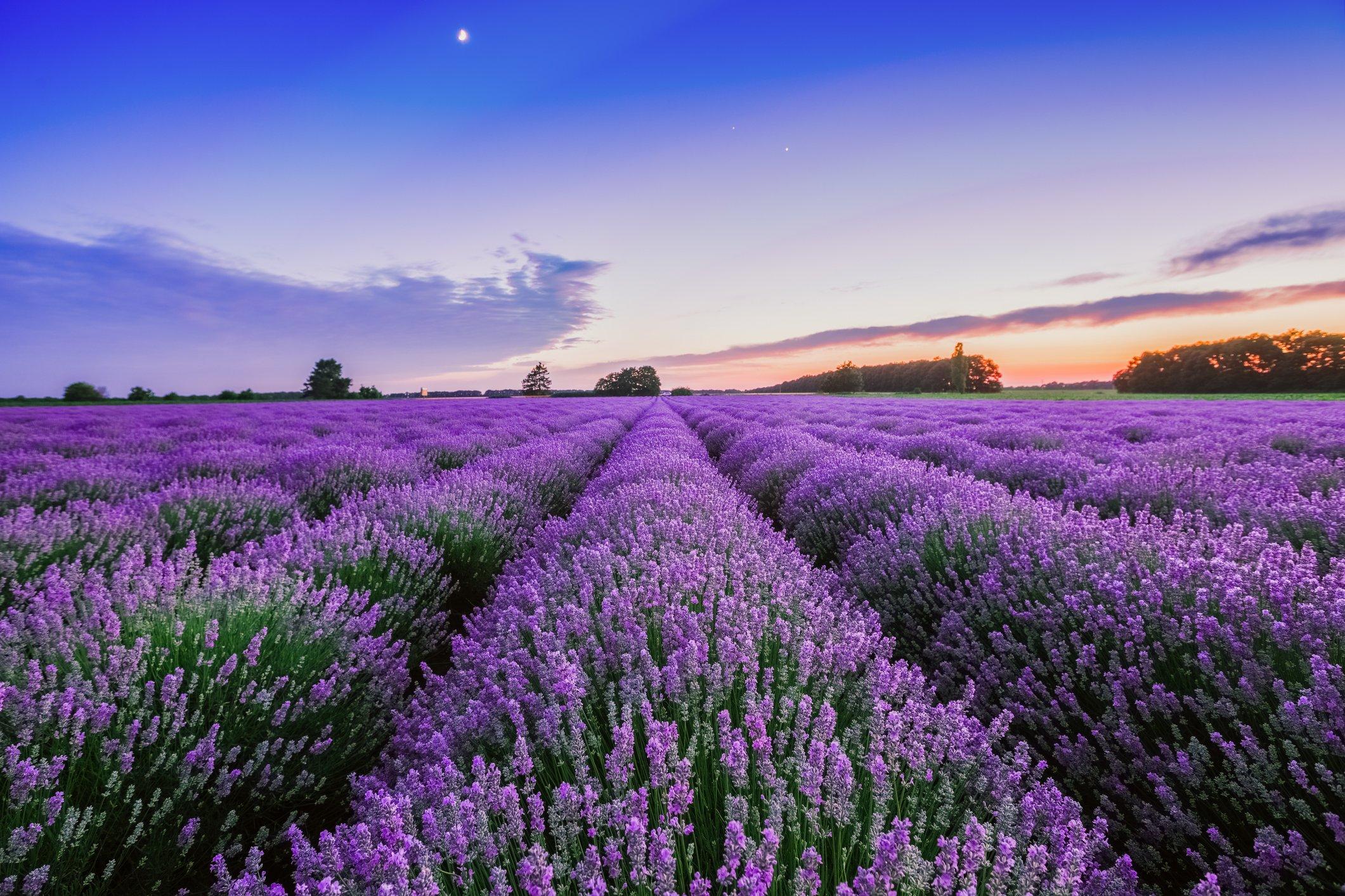 lavender-bloom-2