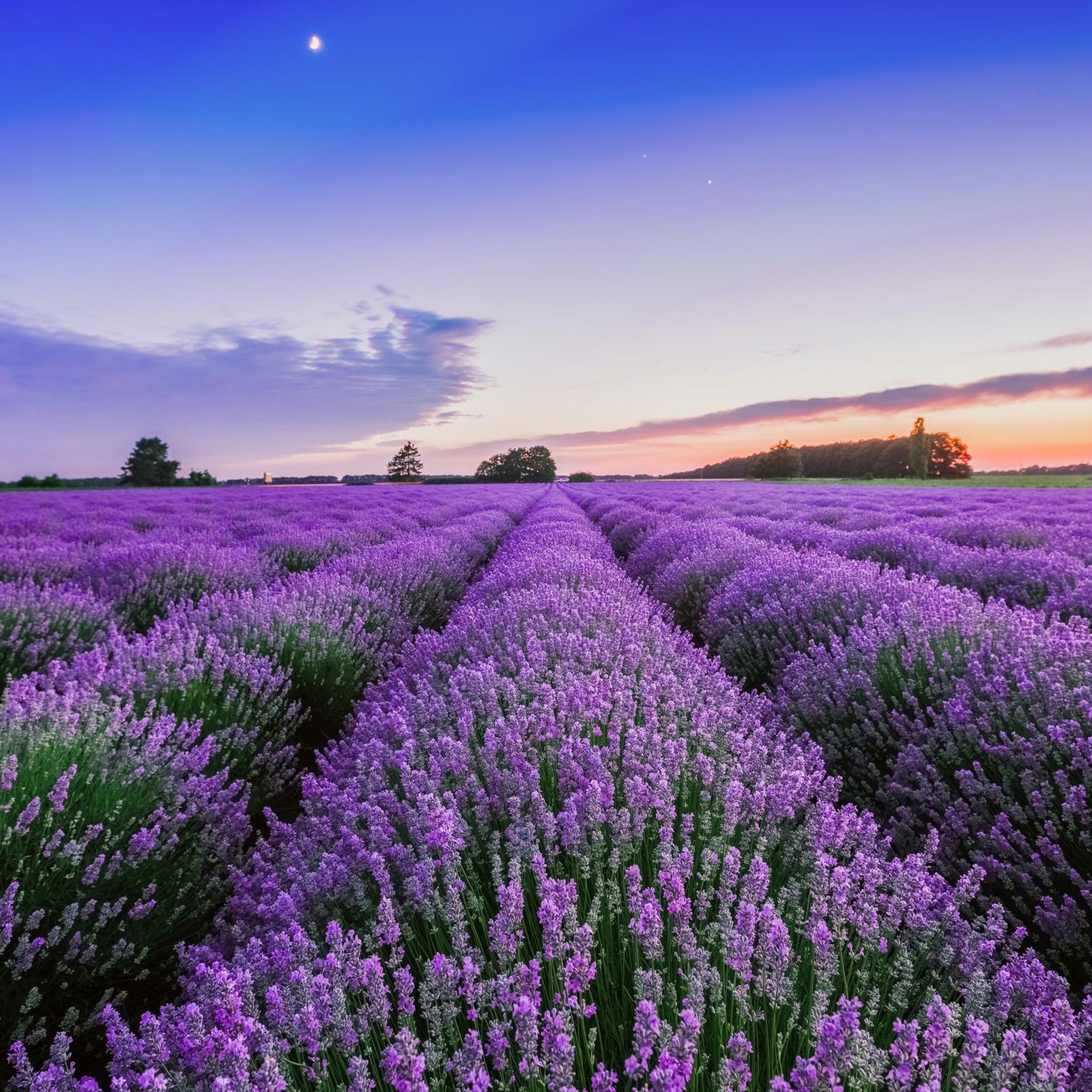 lavender-bloom-2