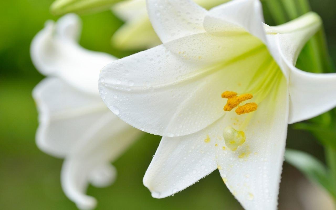 lilies-white-flowers
