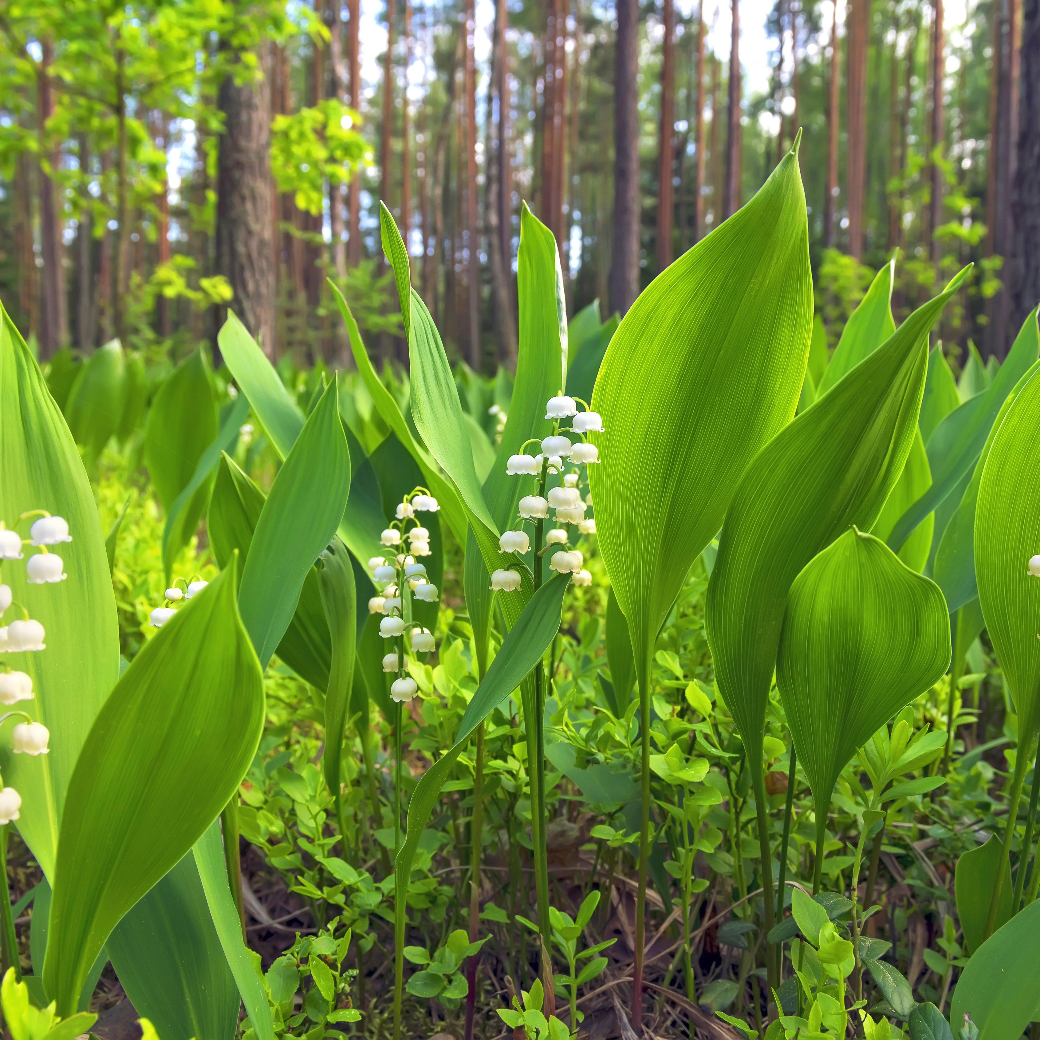 lilly-of-the-valley-field