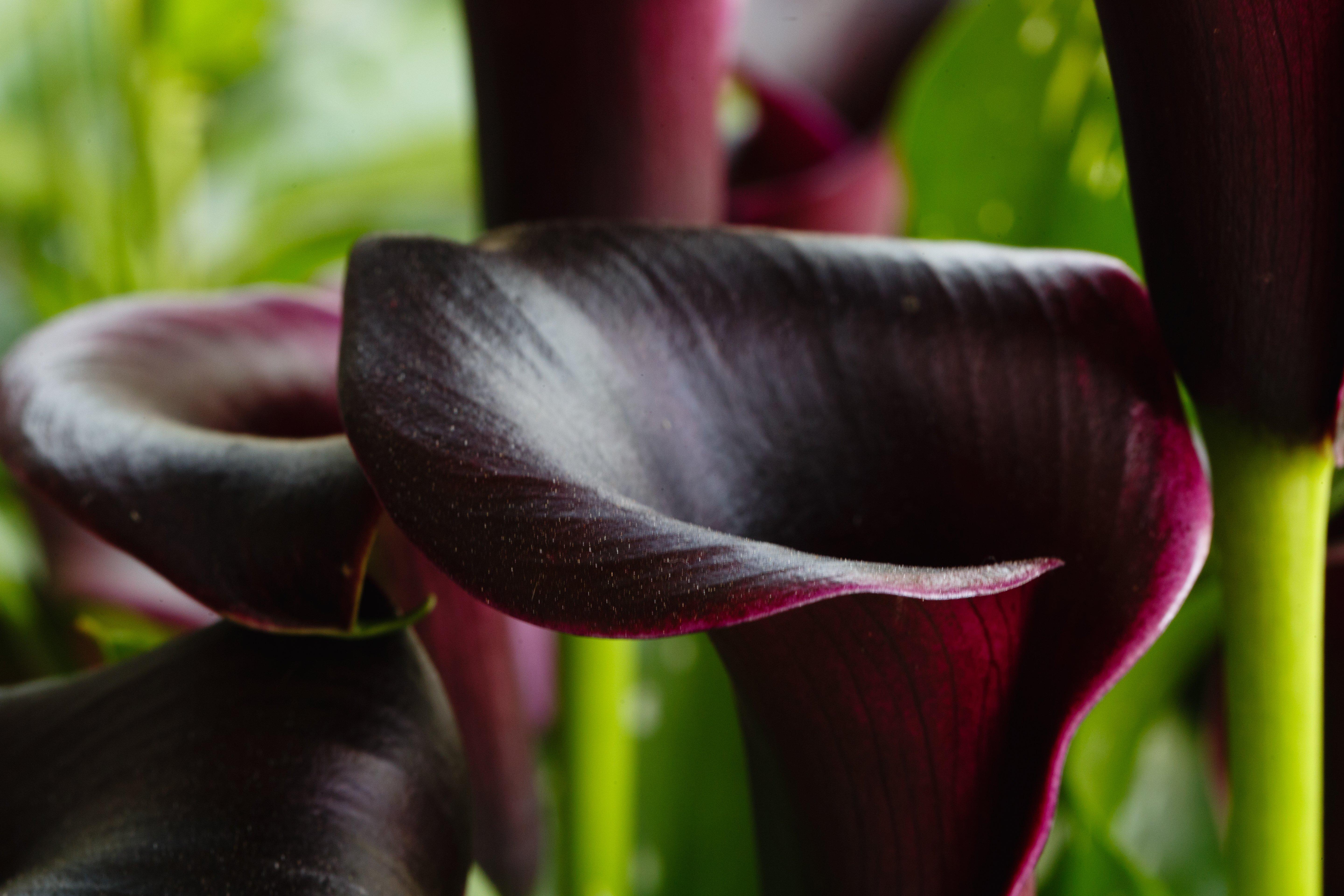 lily-dark-purple-calla lilly-flowers