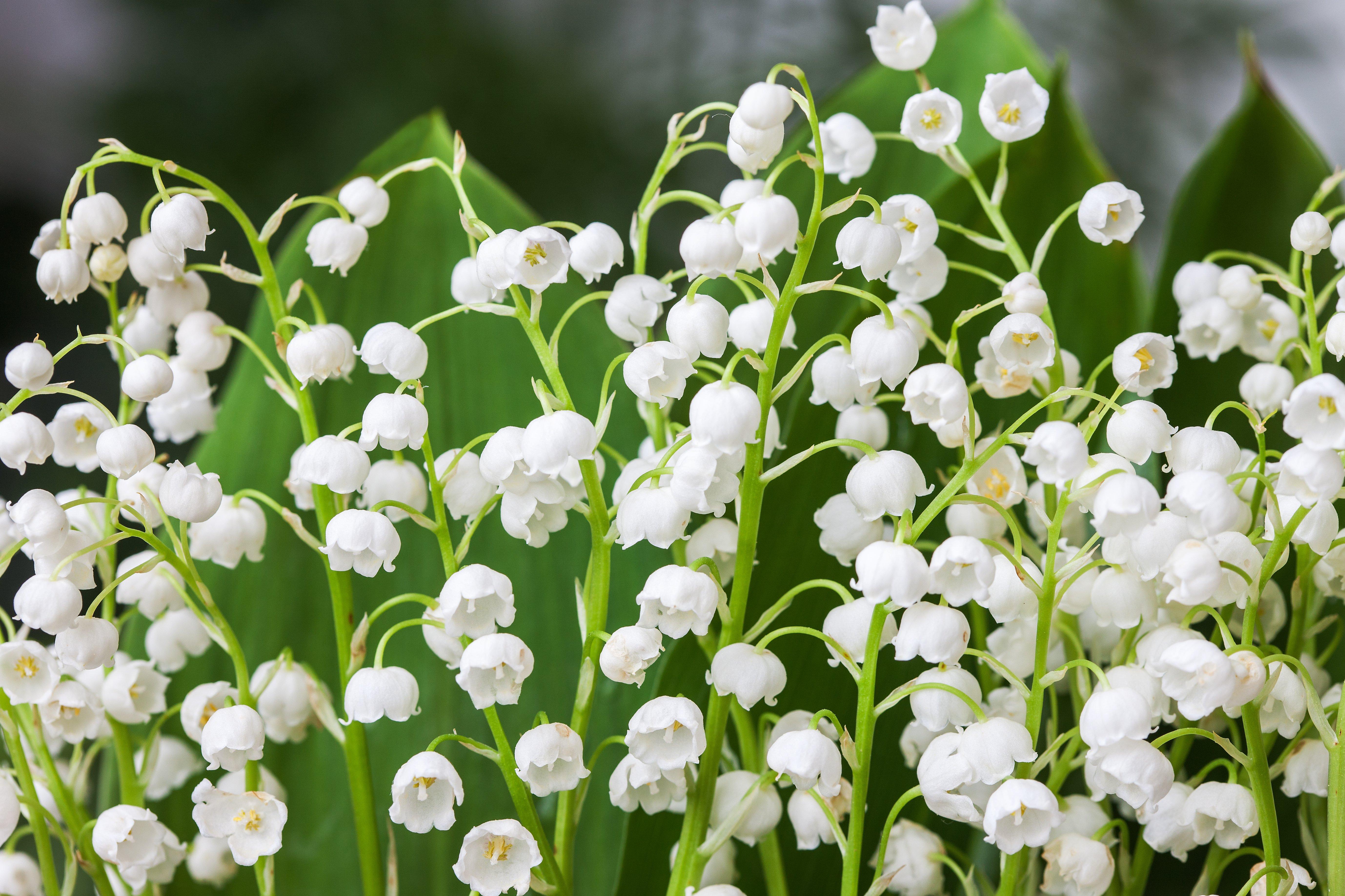 lily-of-the-valley-3