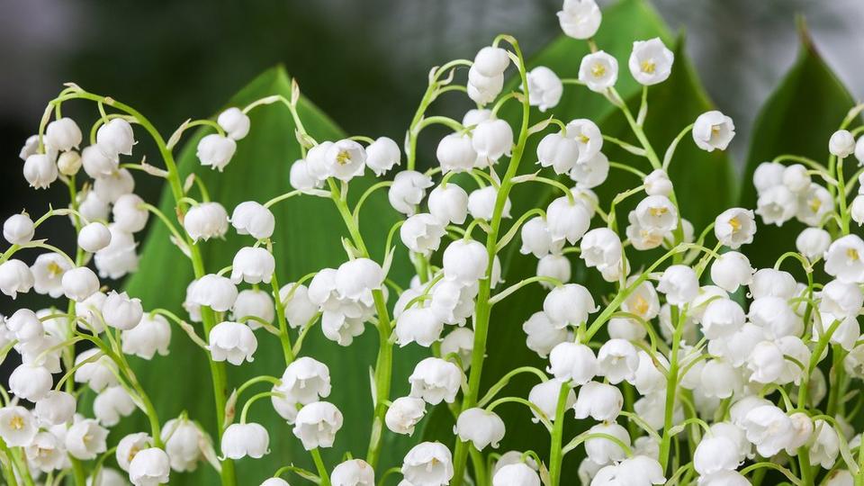 lily-of-the-valley-3