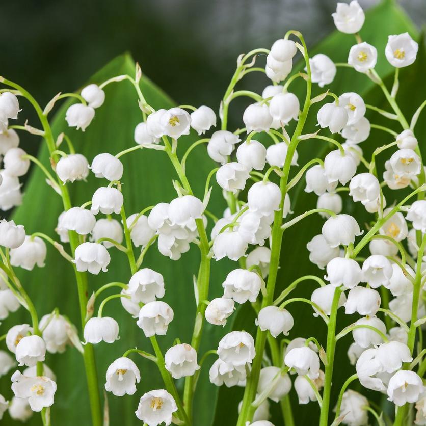 lily-of-the-valley-3