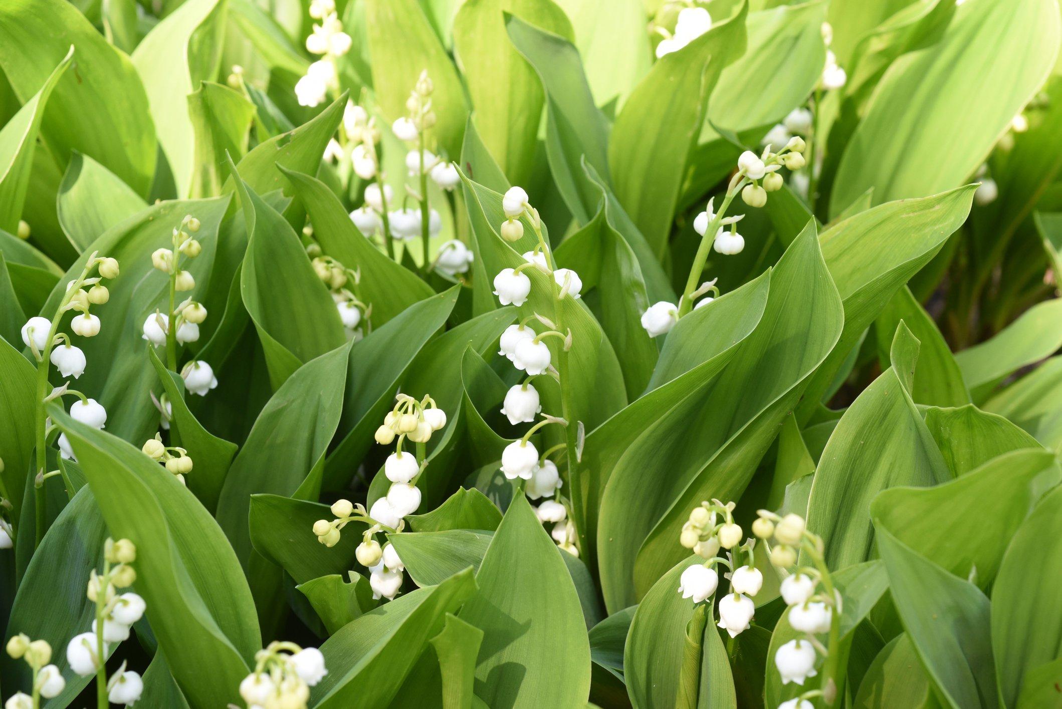 lily-of-the-vally-close