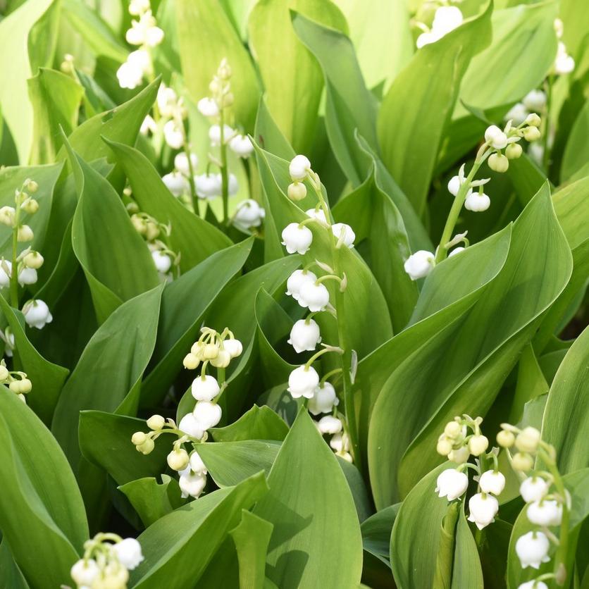 lily-of-the-vally-close