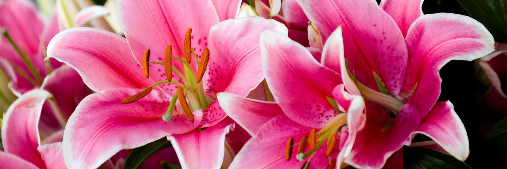 lily-pink-asiatic-flowers