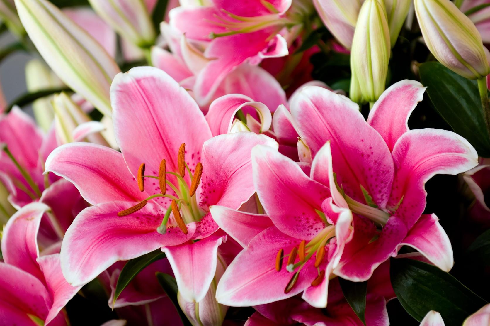 lily-pink-asiatic-flowers