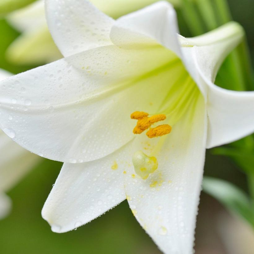 lily-white-flower