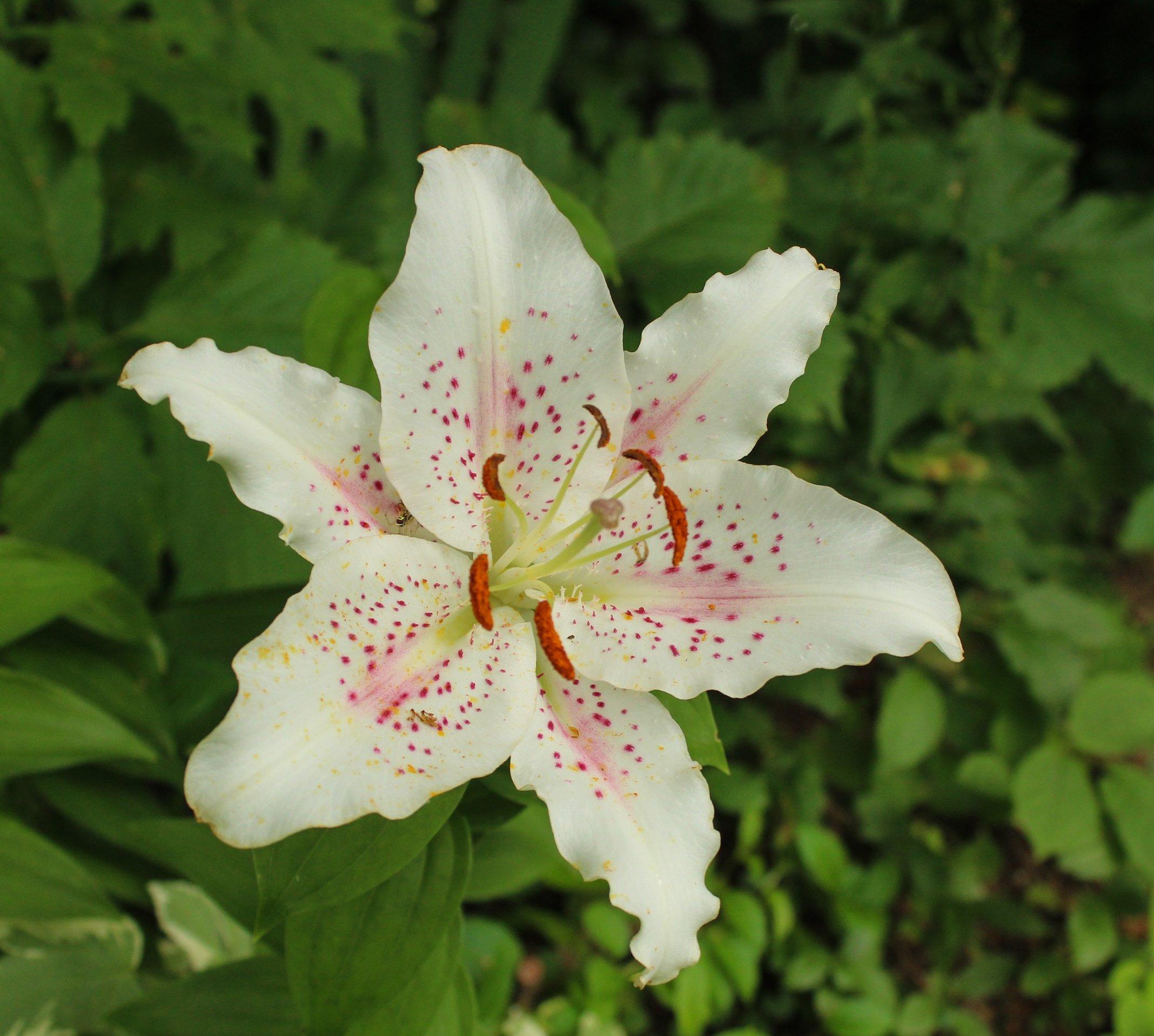 lily-white-pink-flower