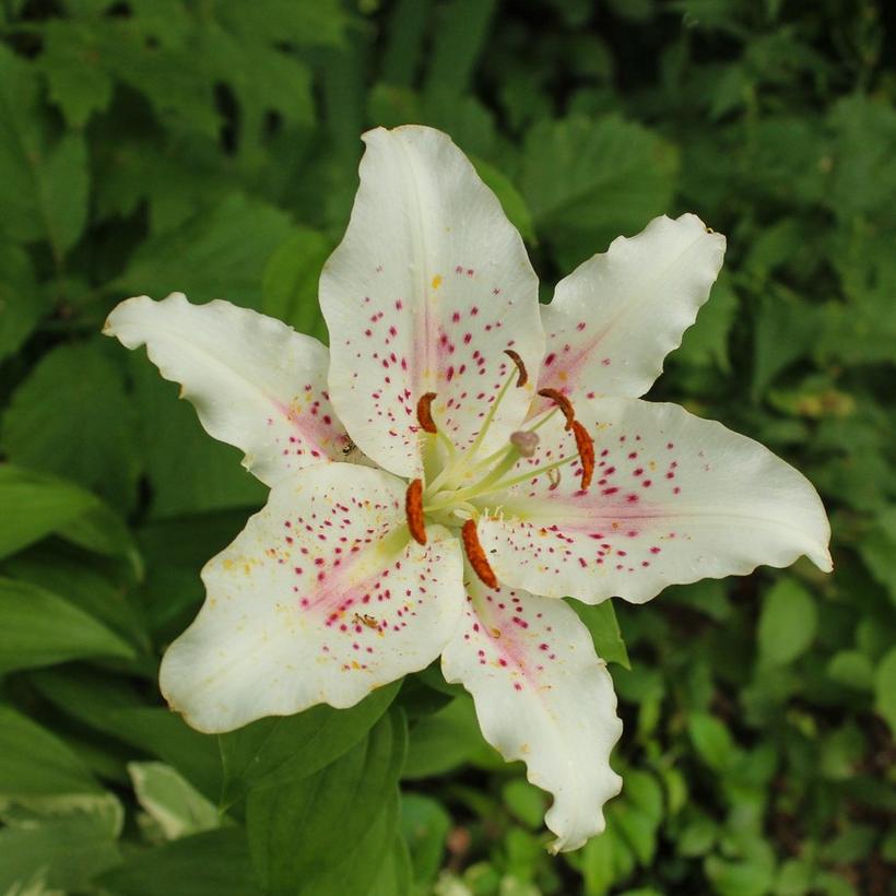 lily-white-pink-flower