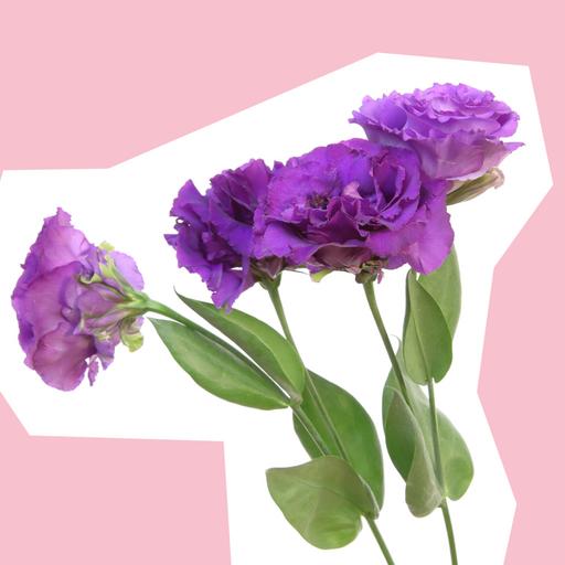lisianthus-cut-out