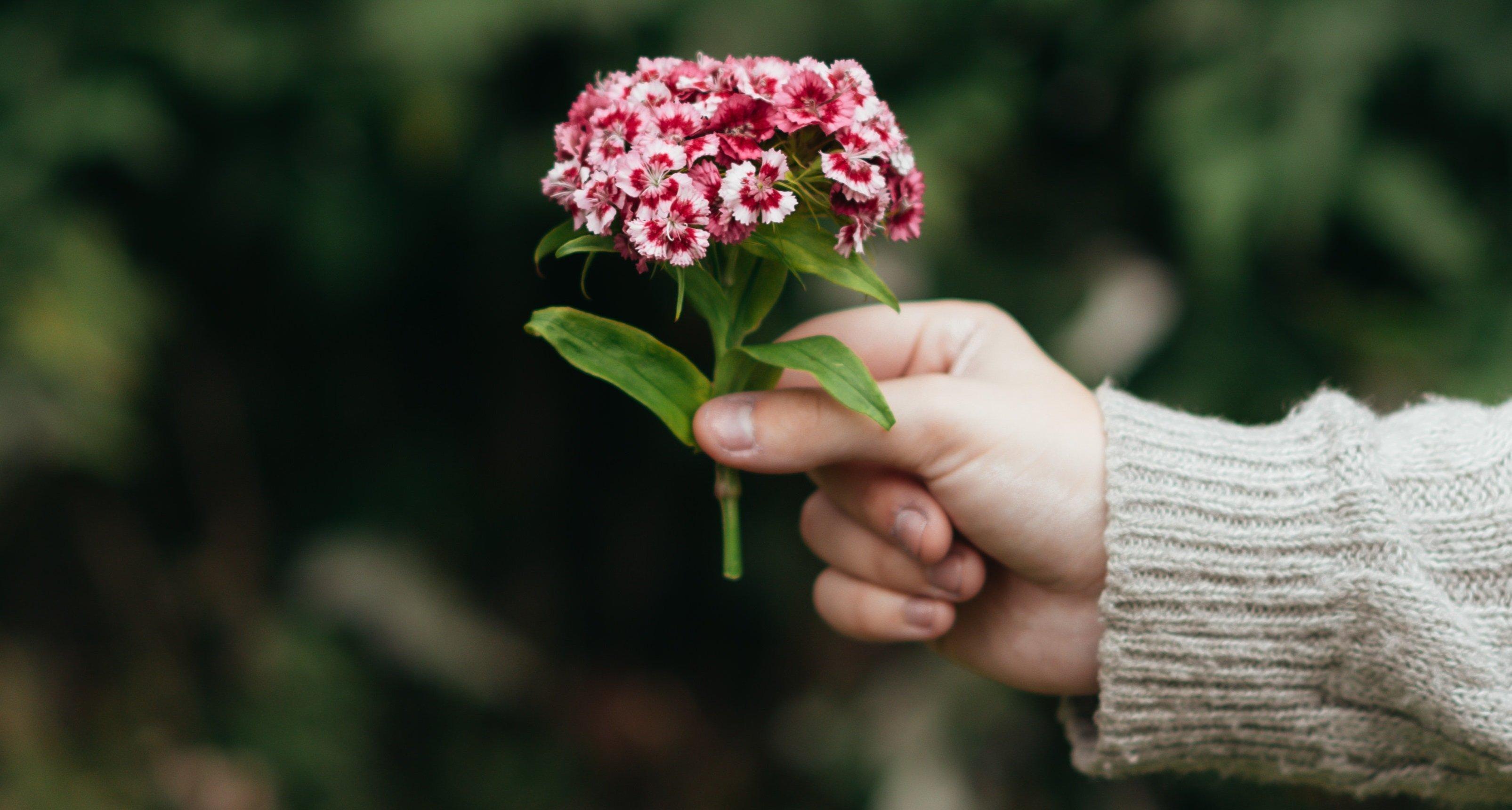 little-sweet-william