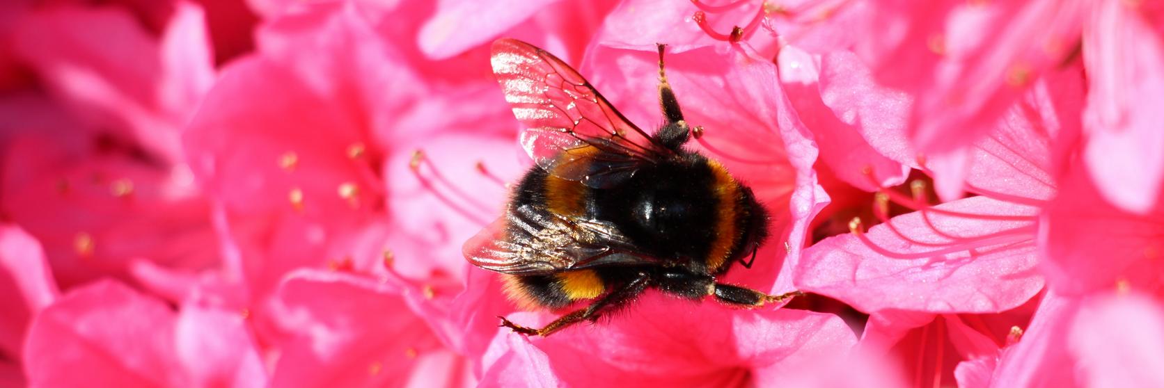 magenta-flowers-bees