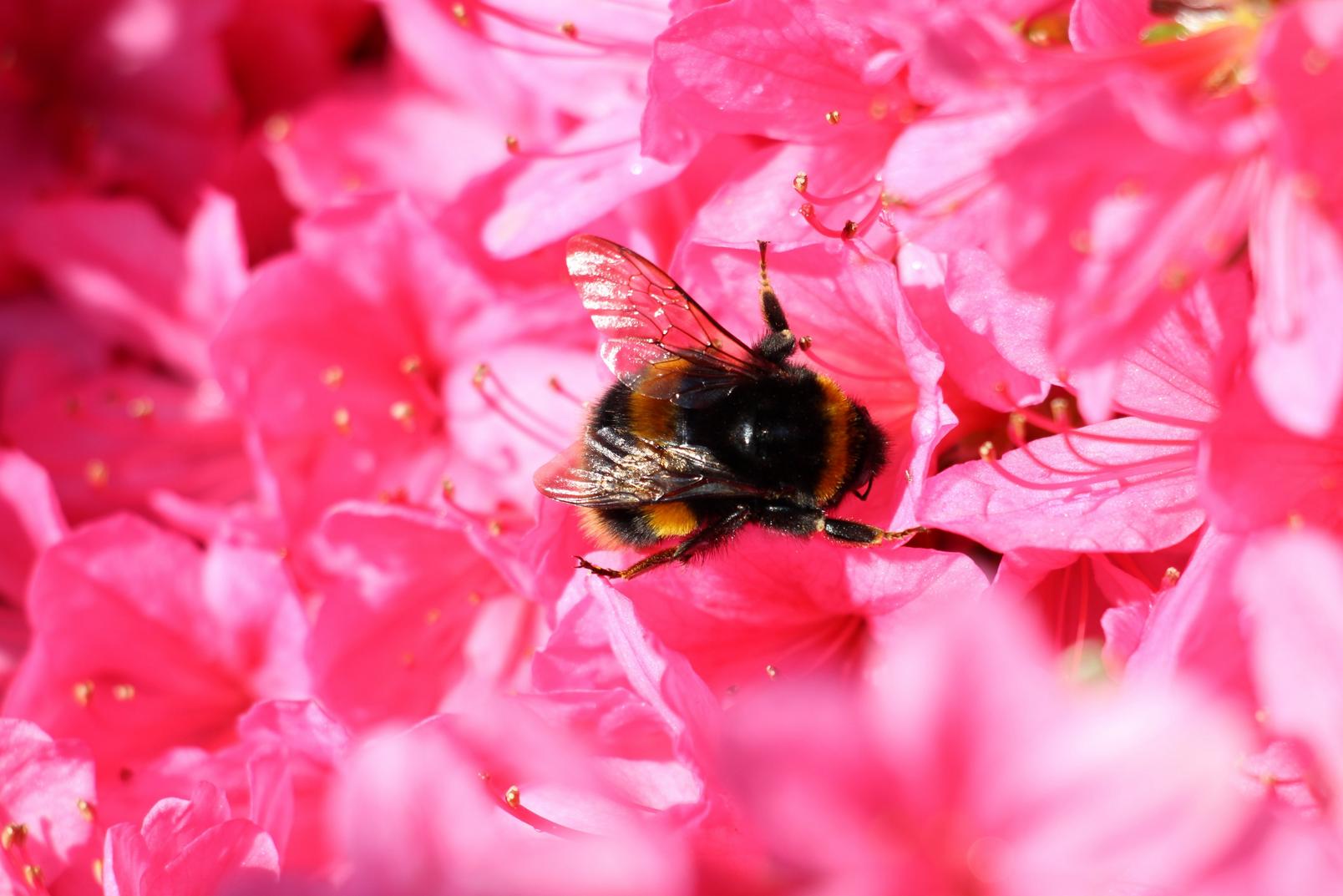 magenta-flowers-bees