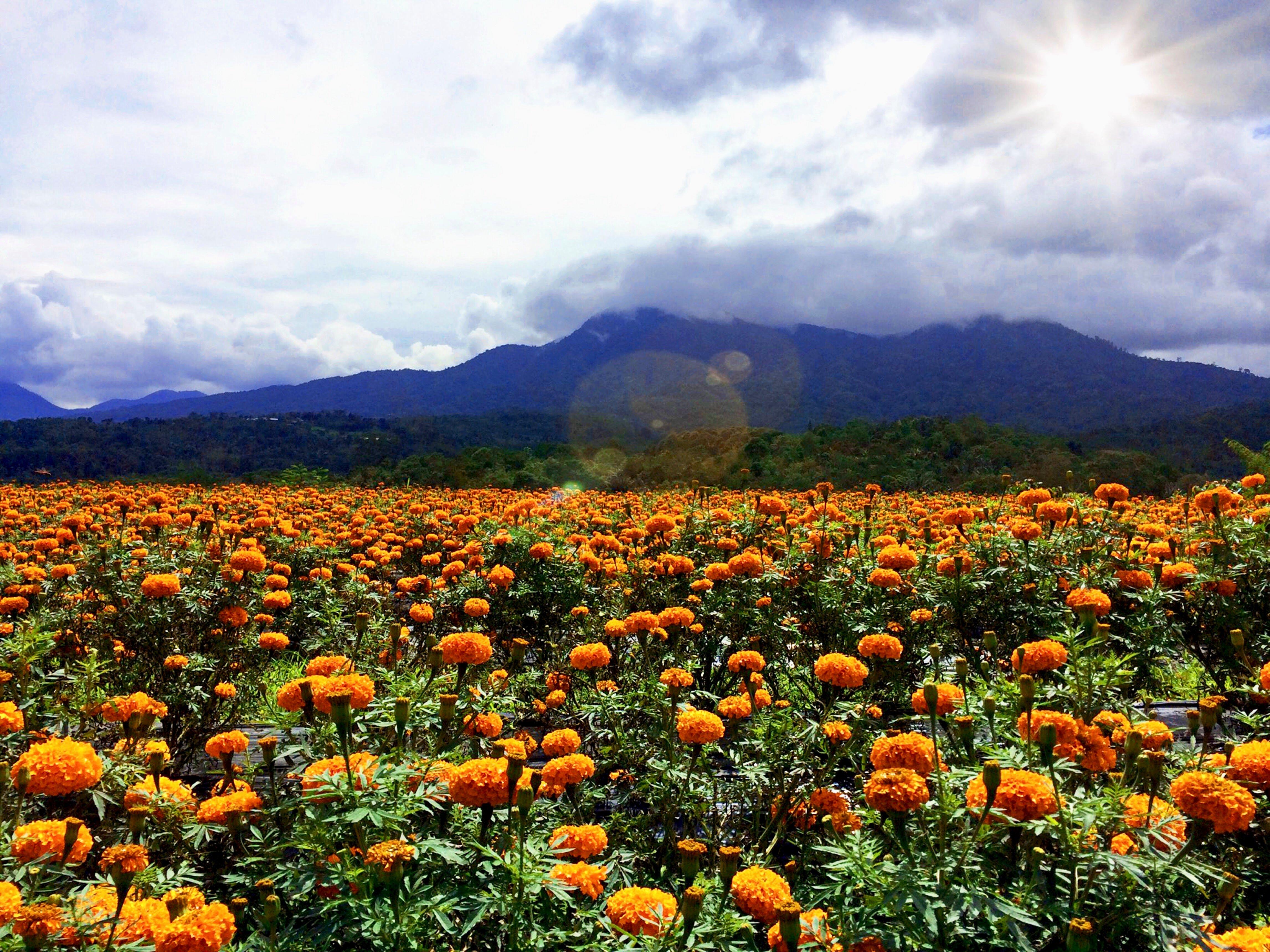 marigold-field