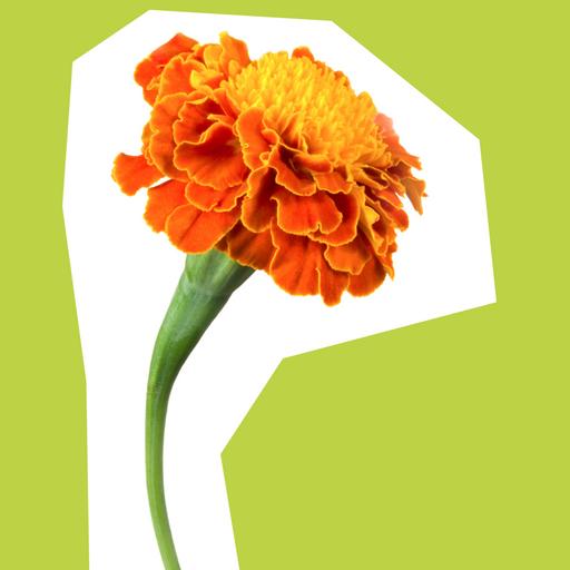 marigold