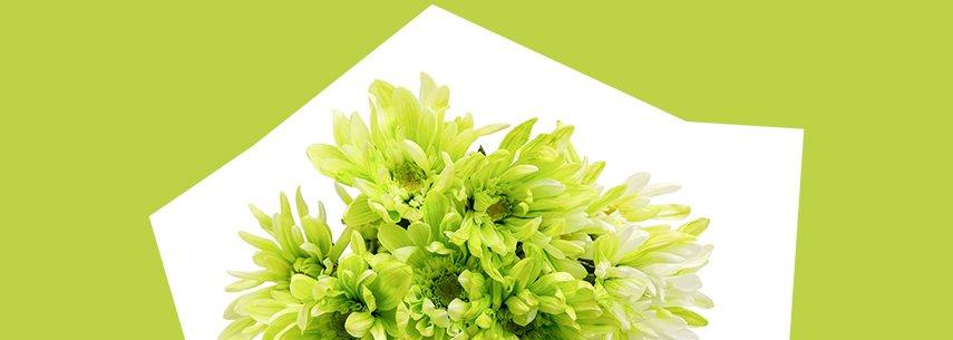 meaning_chrysanthemumFF