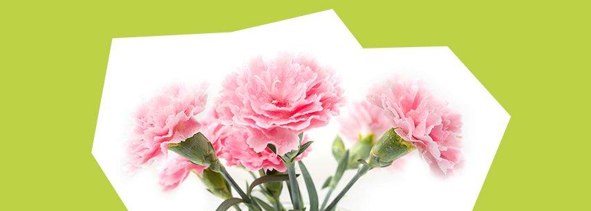 meaningofcarnationsFF