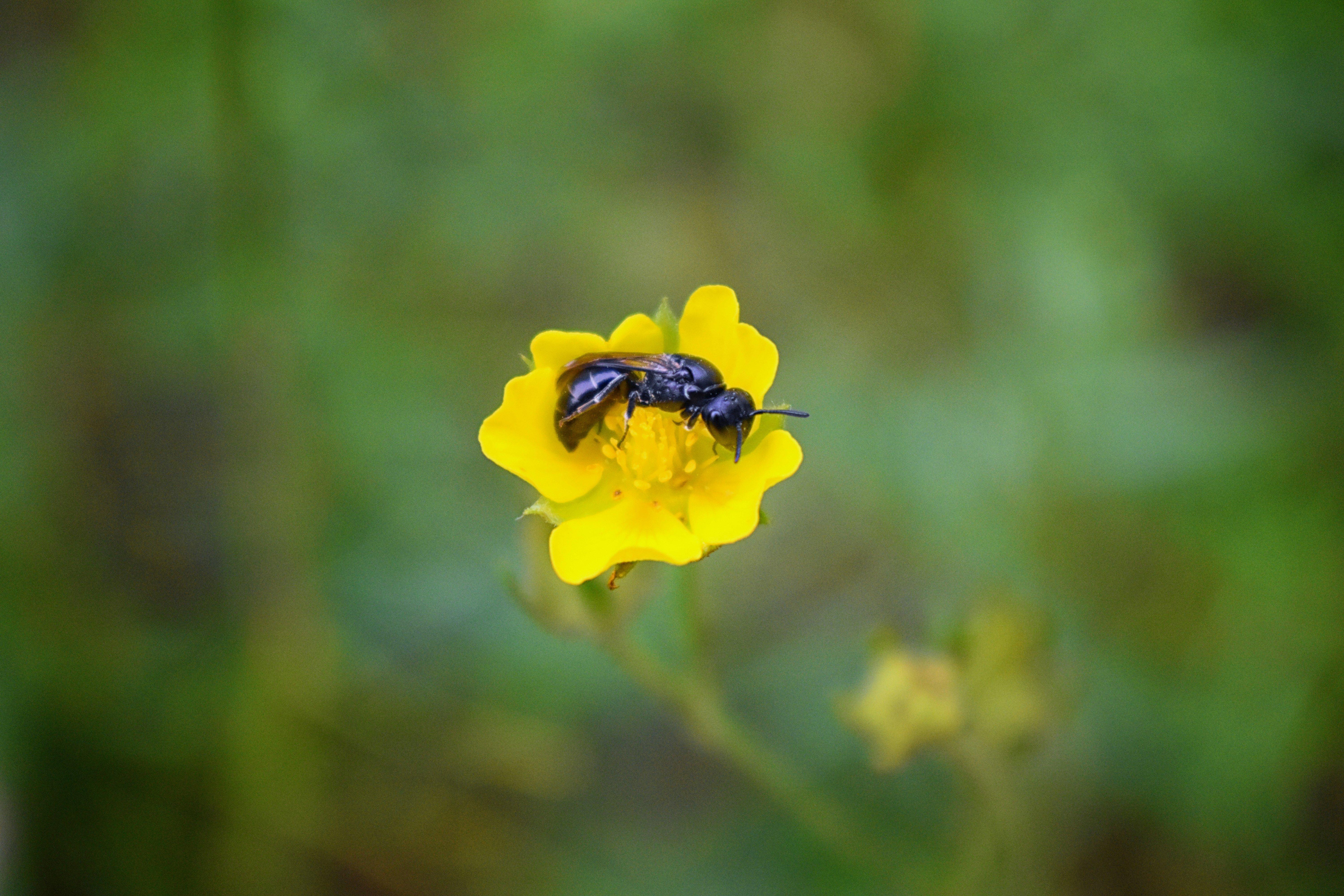 mountain-mason-bee
