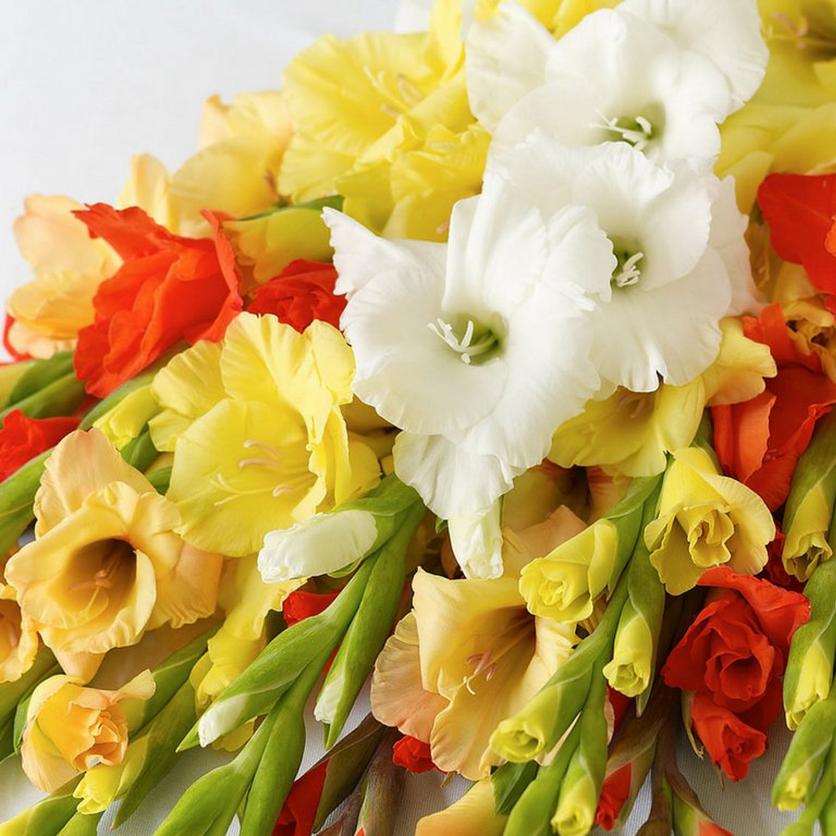 multicoloured-gladioli-flowers