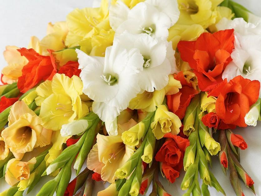 multicoloured-gladioli-flowers