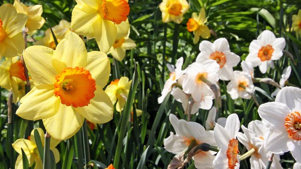 narcissi-yellow-white-flower