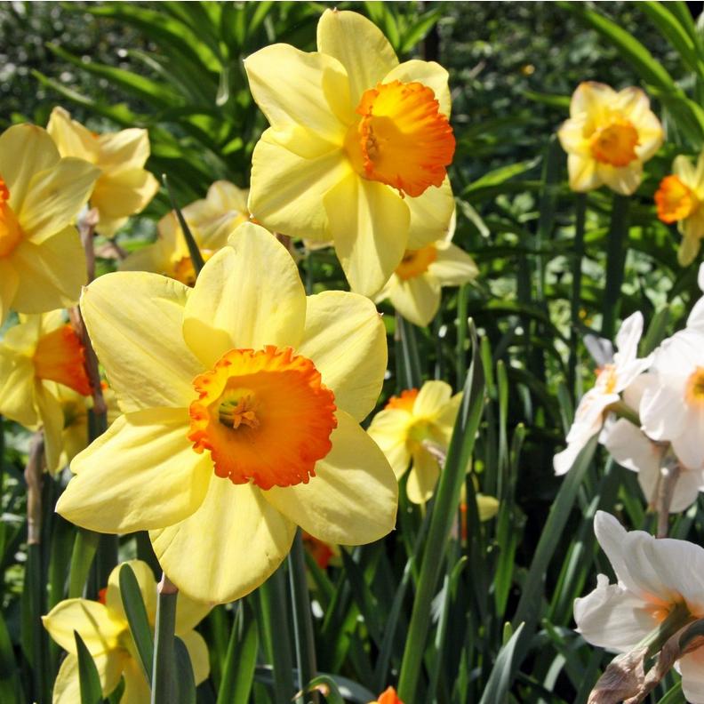 narcissi-yellow-white-flower