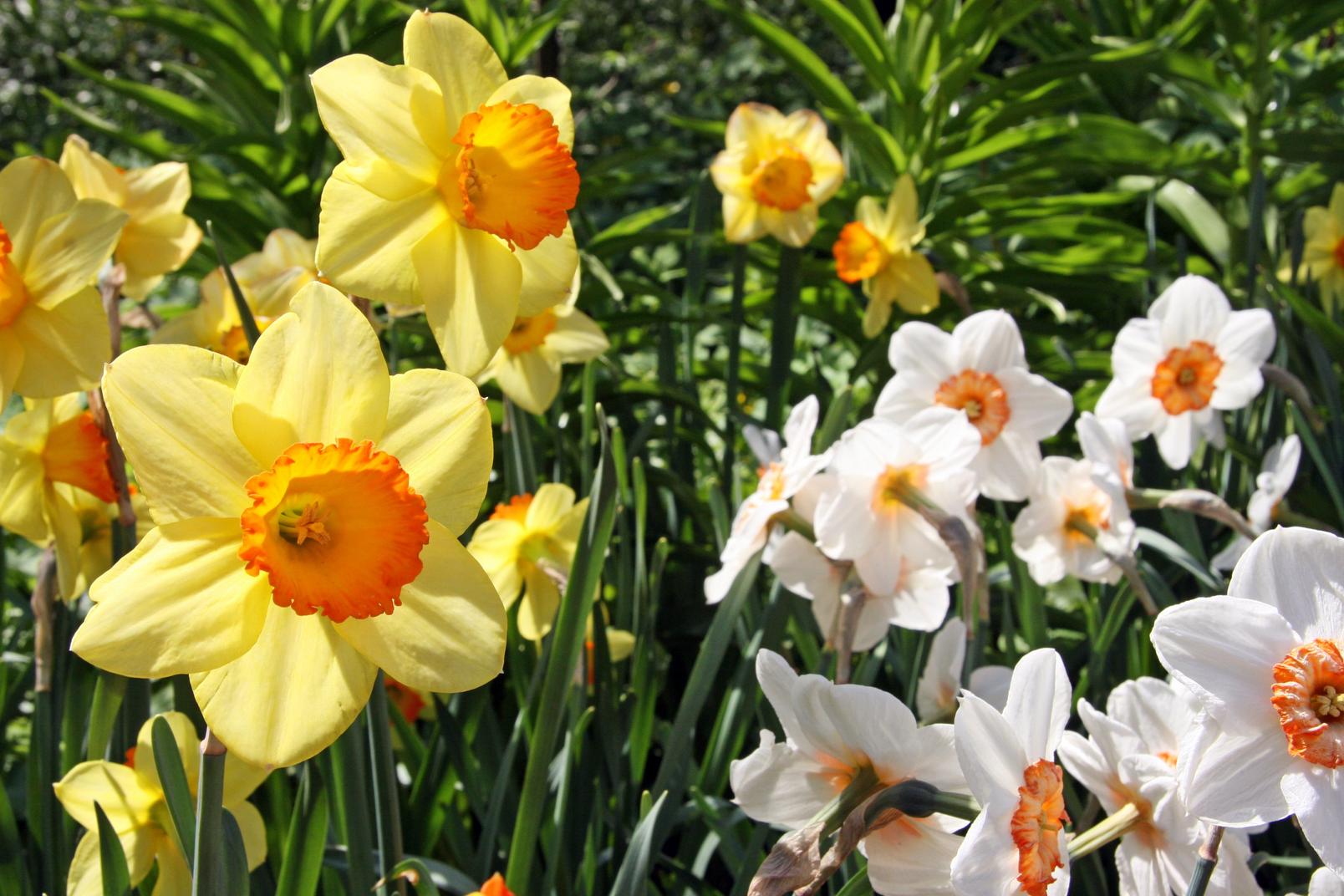 narcissi-yellow-white-flower