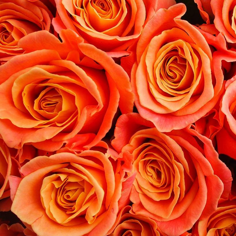 orange-Roses