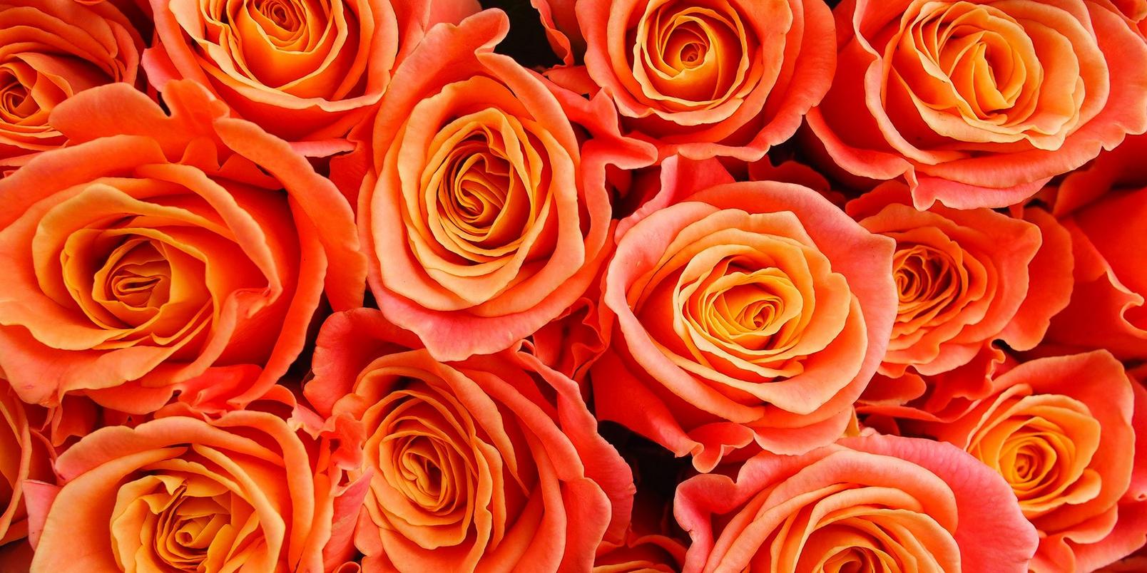 orange-Roses