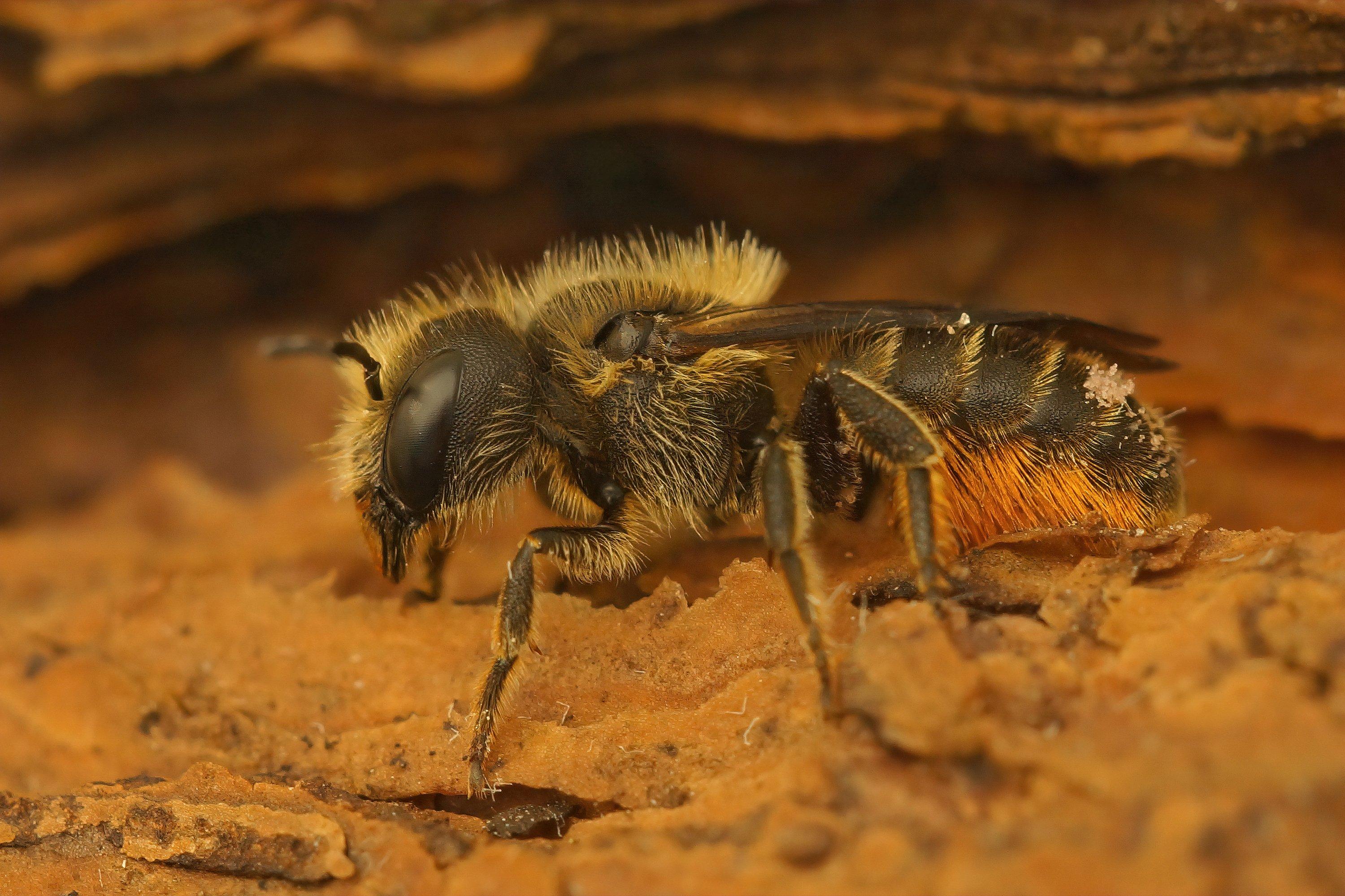 orange-vented-mason-bee
