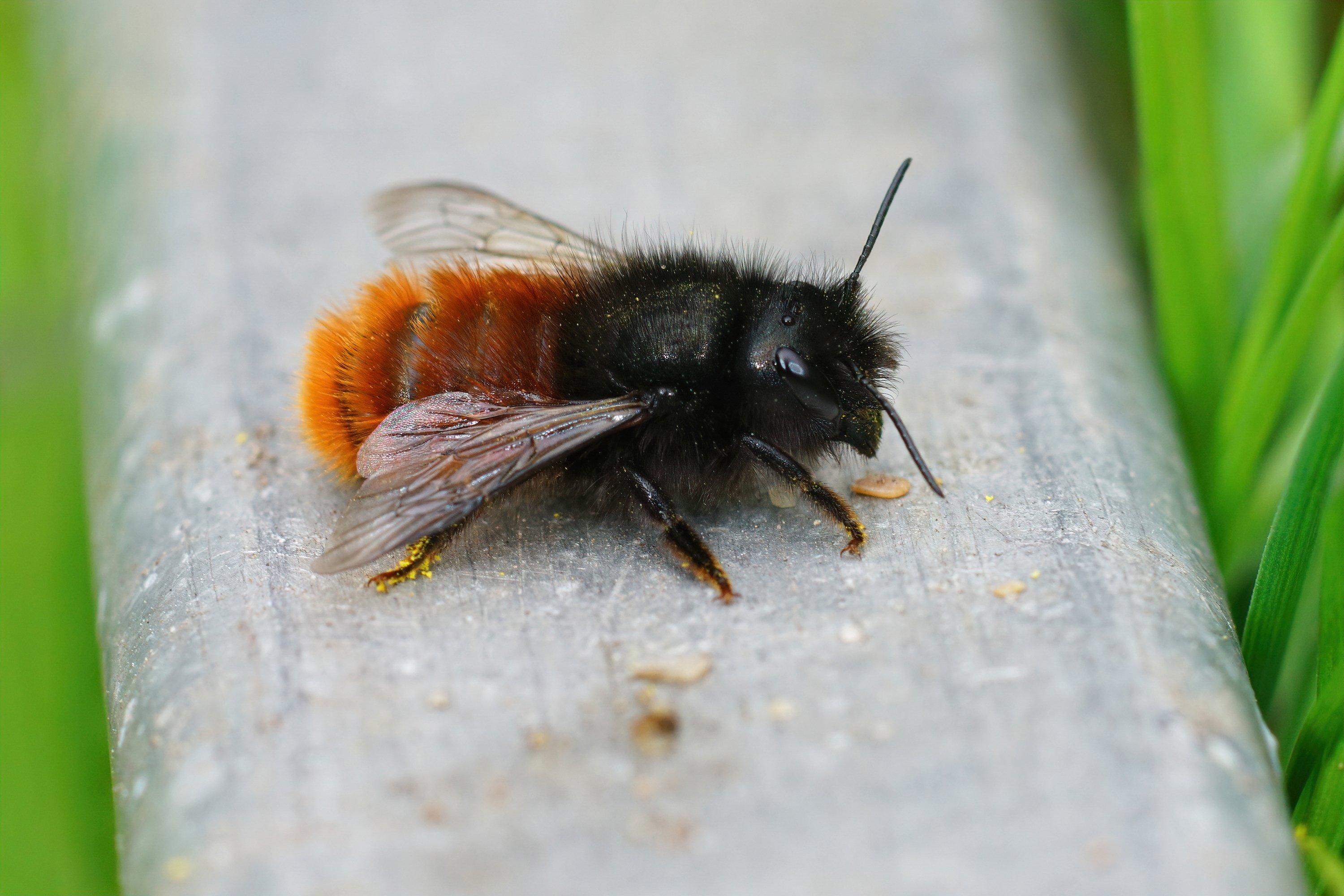 orchard-mason-bee